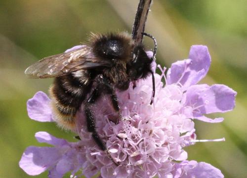 Bombus sp.